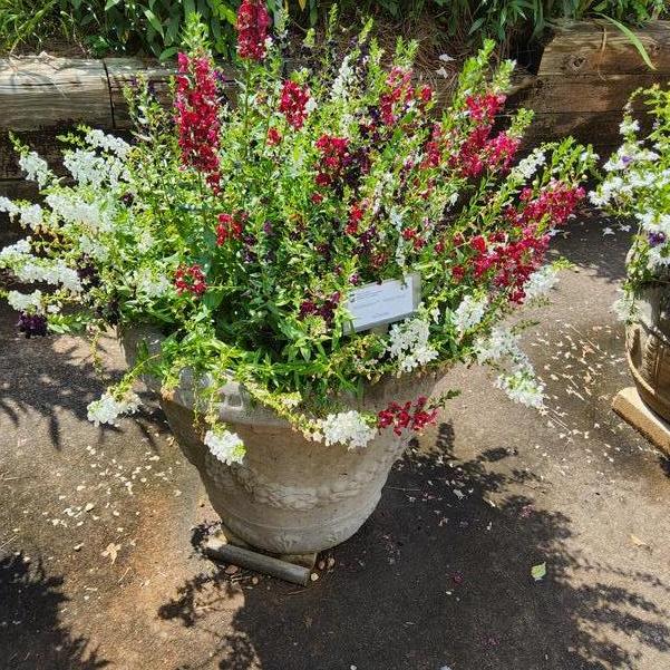 MixMasters™ 'Heavy Petal' Image