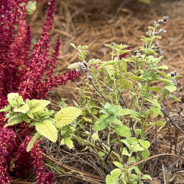 Nepeta Serene 'Frost' Image