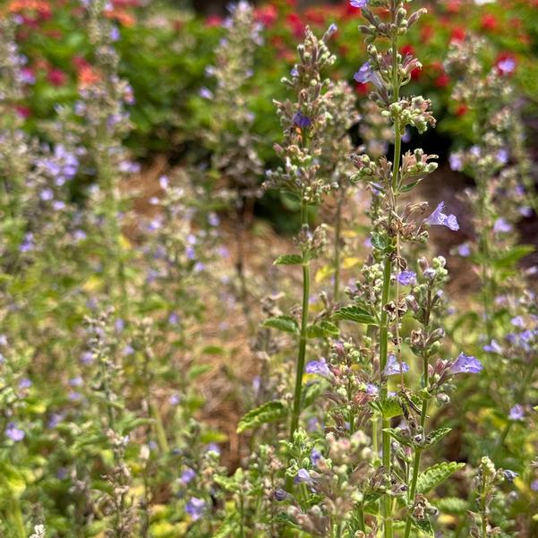 Nepeta Serene 'Lilac' Image