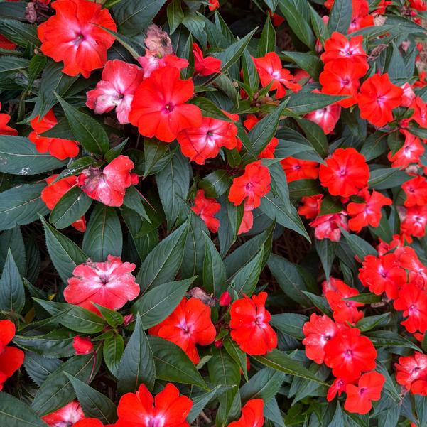 New Guinea Impatiens Clockwork™ 'Orange Glow' Image
