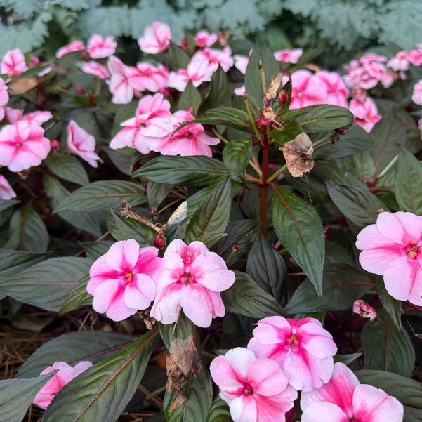 New Guinea Impatiens ColorPower™ 'Pink Flame' Image
