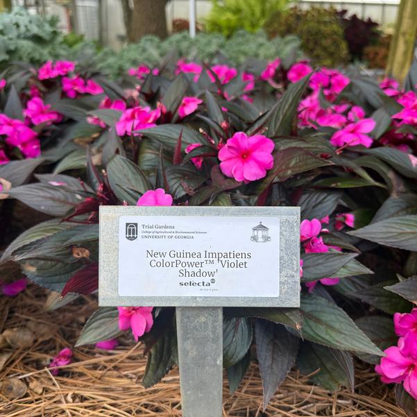 New Guinea Impatiens ColorPower™ 'Violet Shadow' Image