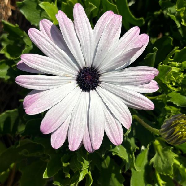 Osteospermum FlowerPower™ 'Petite Light Pink+Eye' Image