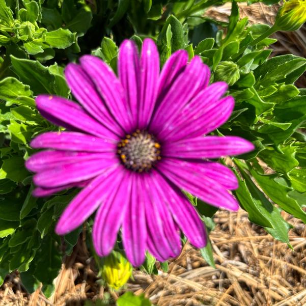 Osteospermum FlowerPower™ 'Petite Purple' Image