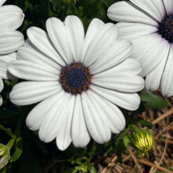 Osteospermum FlowerPower™ 'Petite White' Image