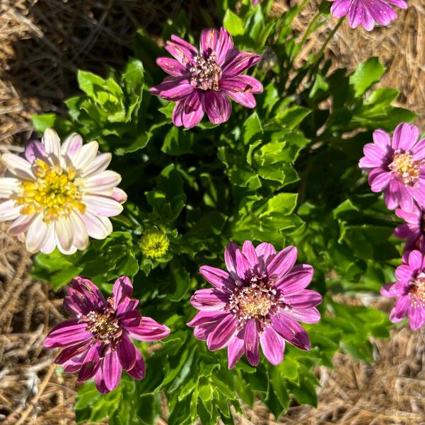 Osteospermum 4D™ 'Pink Lemonade' Image
