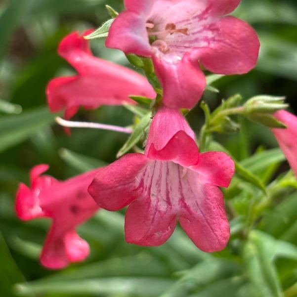 Penstemon Mountain Treats 'Red (Quartz Red)' Image