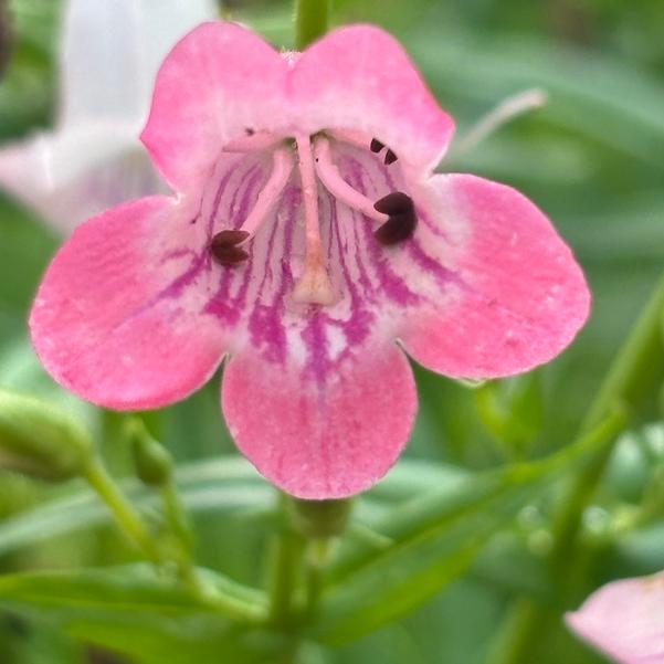 Penstemon Mountain Treats 'Rose' Image