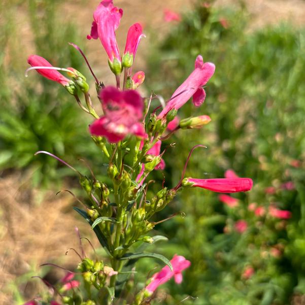 Penstemon Summit Sweets 'Ruby' Image