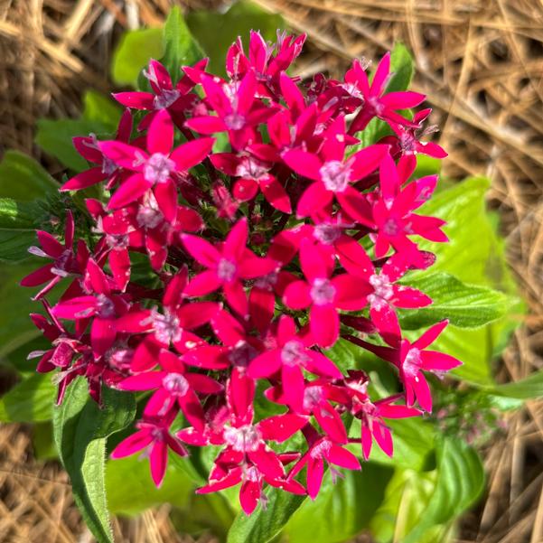Pentas 'HoneyCluster™ Deep Rose'