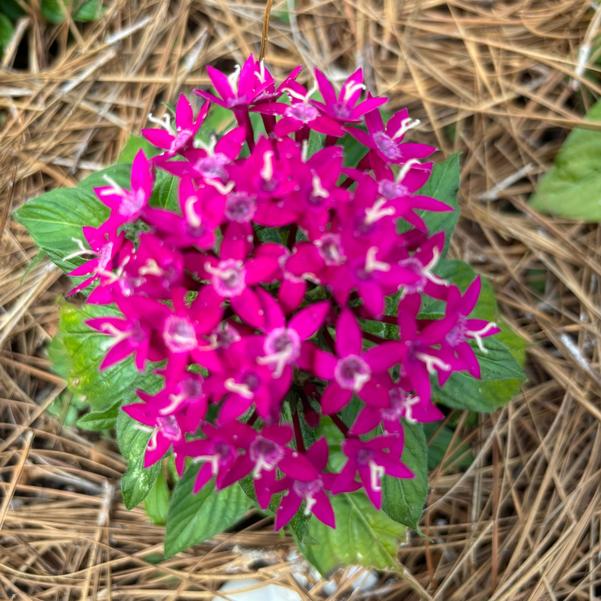 Pentas Lucky Star® 'Violet Improved' Image