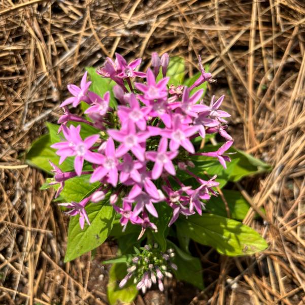 Pentas lanceolata Beehive™ 'Lilac' Image