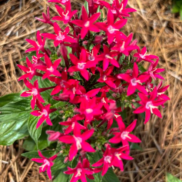 Pentas lanceolata Beehive™ 'Lipstick' Image