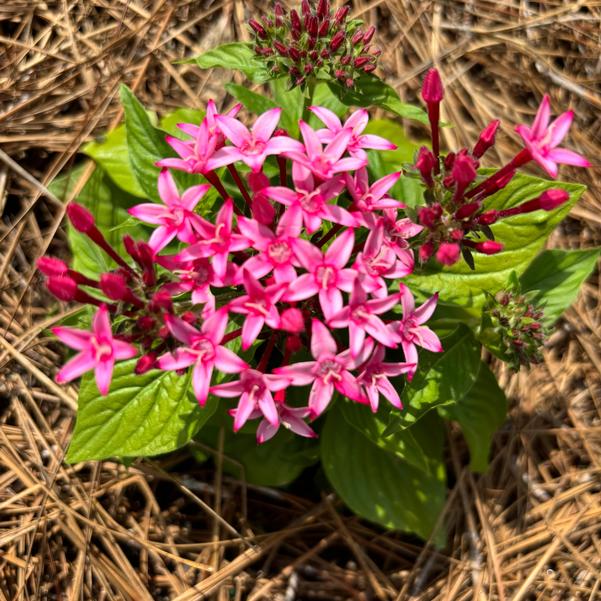 Pentas lanceolata Beehive™ 'Pink Bicolor' Image