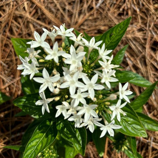 Pentas lanceolata Beehive™ 'White' Image