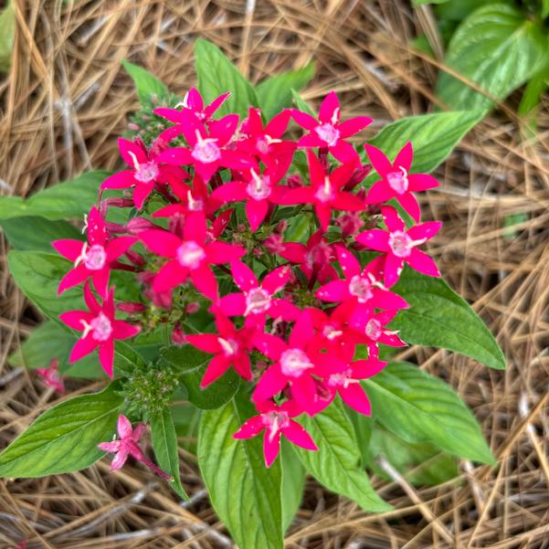 Pentas F1 'Entry'