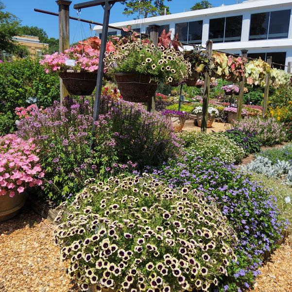 Petunia Surfina Heavenly 'Blackberries & Cream' Image