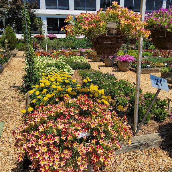 Petunia 'Cherry Tartwheel' Image