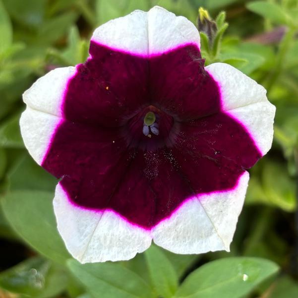 Petunia Main Stage™ 'Merlot Glacier Sky' Image
