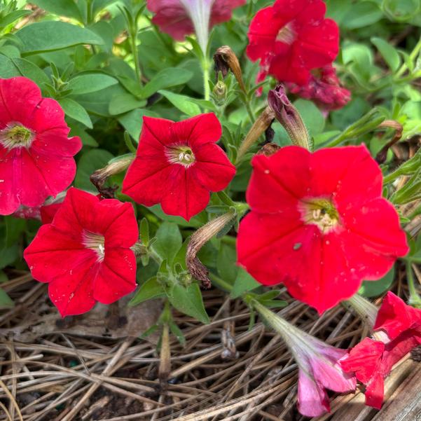 Petunia Shock Wave® 'Red Improved' Image