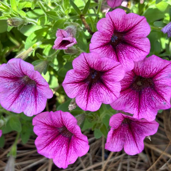 Petunia Shock Wave® 'Rose Vein' Image
