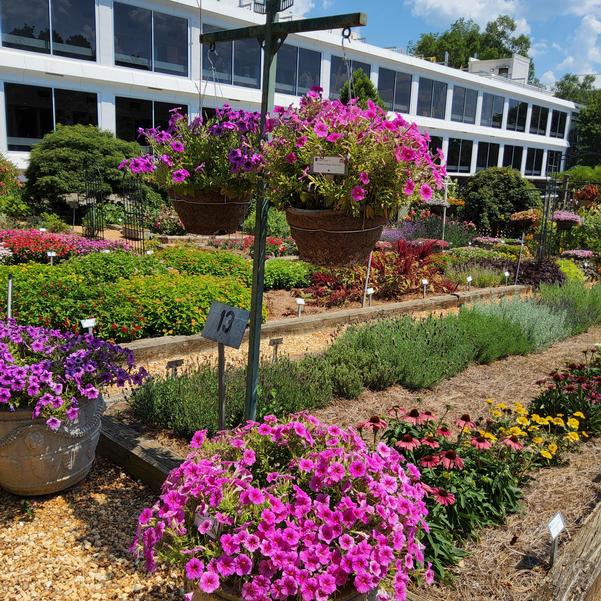 Petunia Trilogy 'Rose Vein' Image