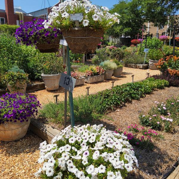 Petunia 'Silver Blotch'