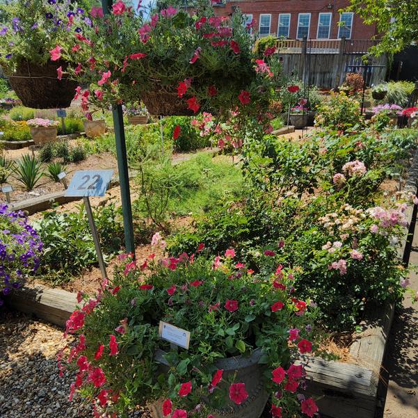 Petunia Headliner™ 'Strawberry Picotee' Image