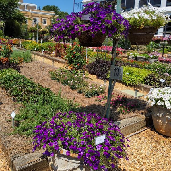 Petunia hybrida 'Blue'