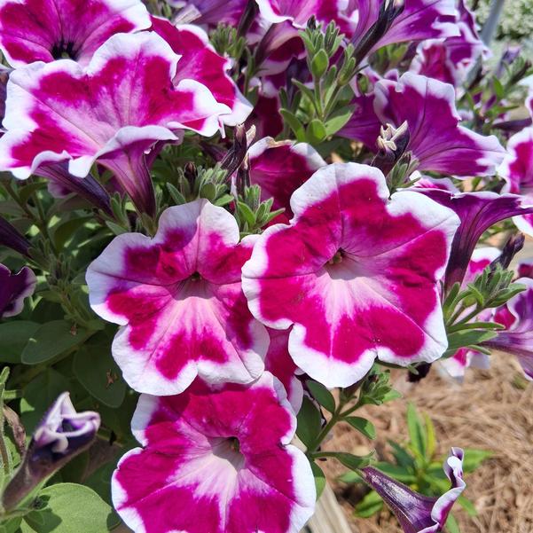 Petunia hybrida Painted 'Purple' Image