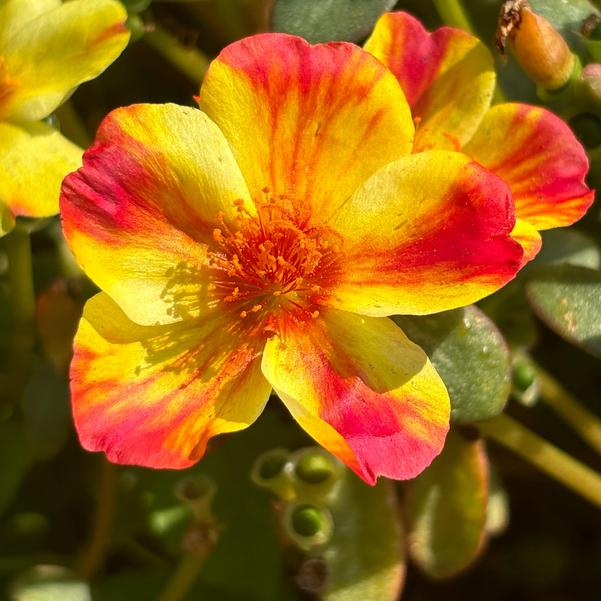 Portulaca Pazzaz Nano 'Scarlet Twist' Image