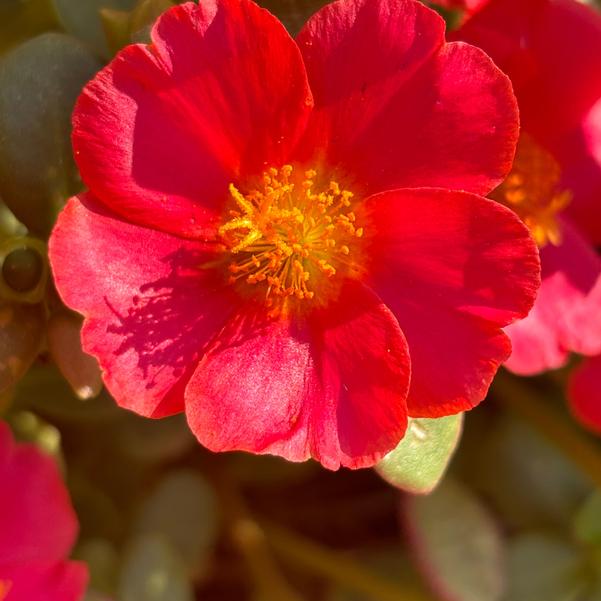 Portulaca Pazzaz Nano 'Tropical Punch' Image