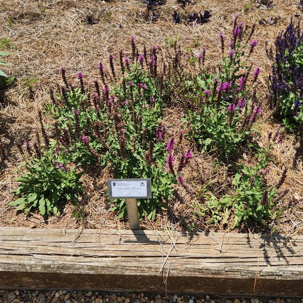 Salvia 'Princess'