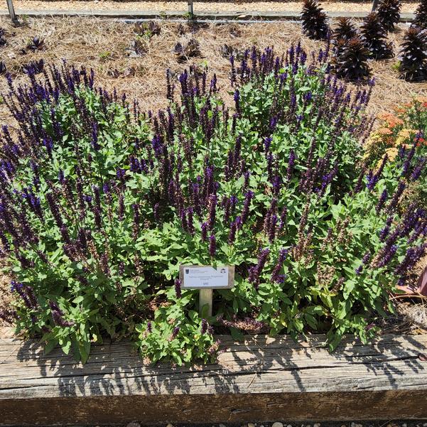 Salvia nemorosa 