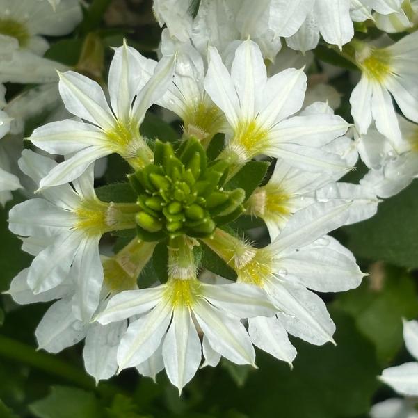Scaevola Scala Cappello 'Cappello White' Image