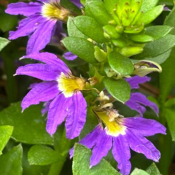 Scaevola aemula Fanatix™ 'Compact Dark Blue' Image