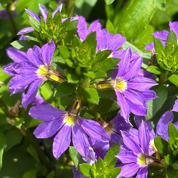 Scaevola aemula Fanatix™ 'Dark Blue' Image