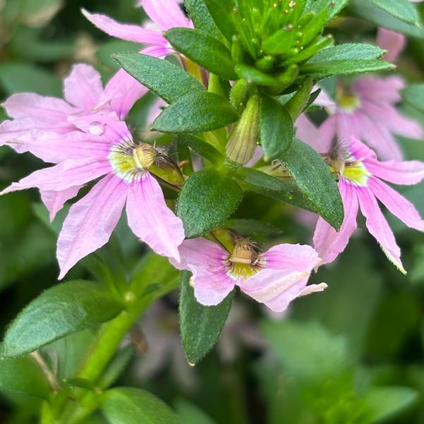Scaevola aemula Fanatix™ 'Pink' Image