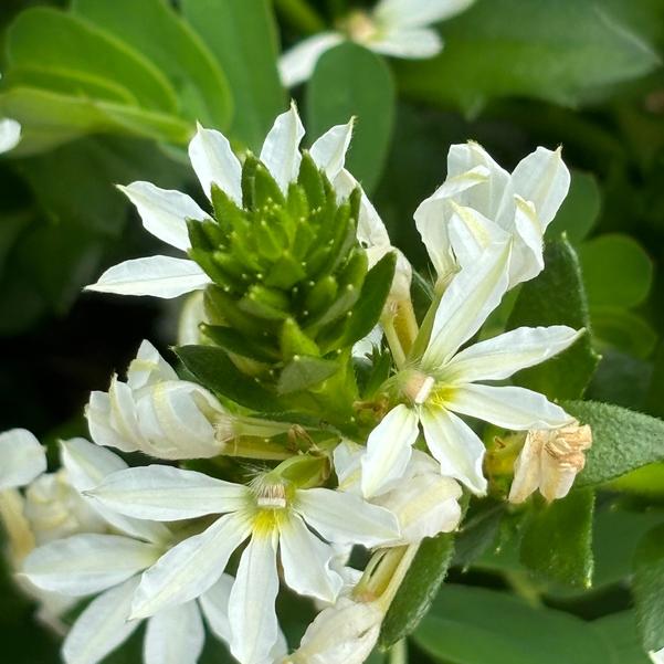 Scaevola aemula Fanatix™ 'White' Image
