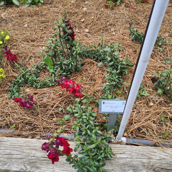 Snapdragon 'Opus Red'