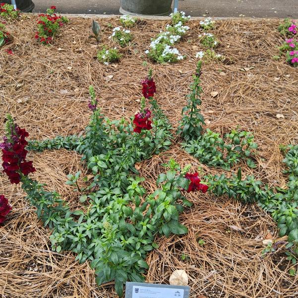 Snapdragon 'Potomac red'