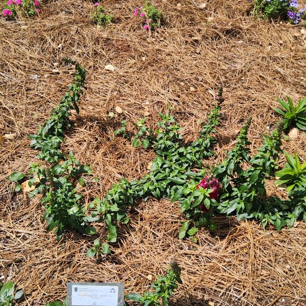 Snapdragon F1 'Entry'