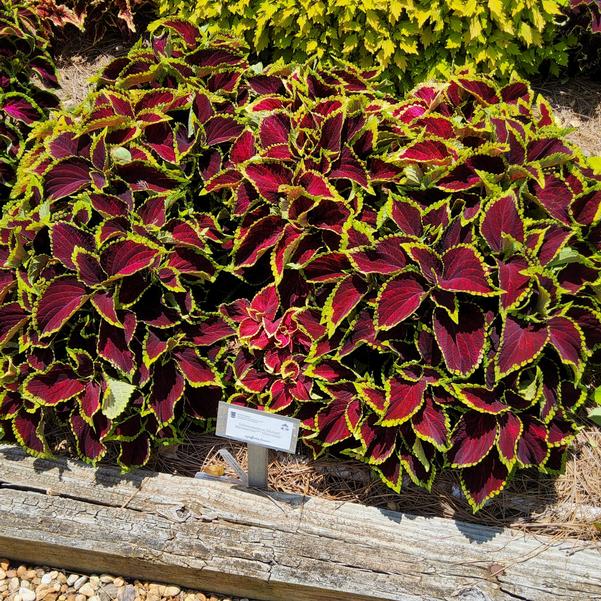 Solenostemon blumei 'Chocolate'