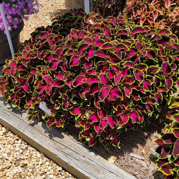 Solenostemon blumei 'Chocolate Rose'