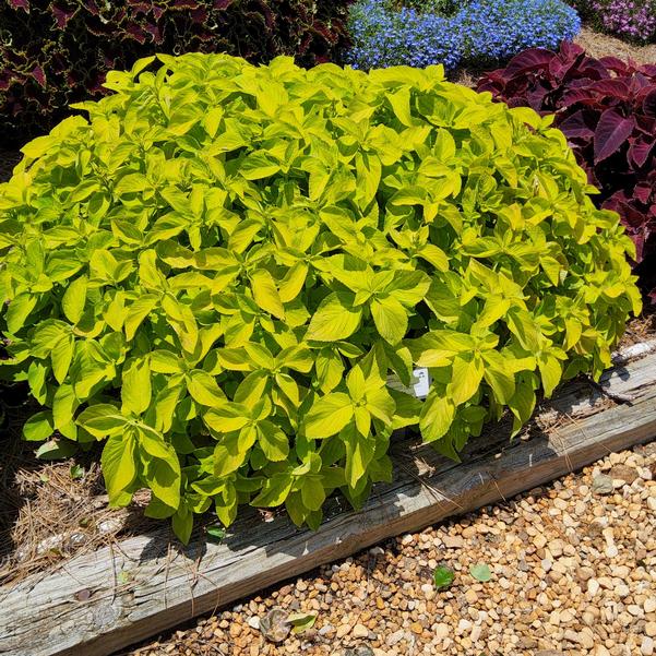 Solenostemon blumei 'Lime Green'