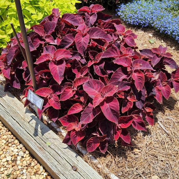 Solenostemon blumei 'Rusty Red'