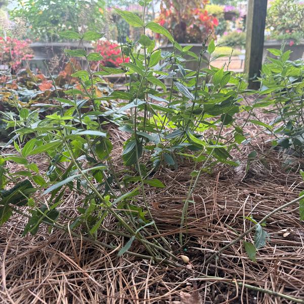 Spigelia marilandica 'Orange Slices' Image