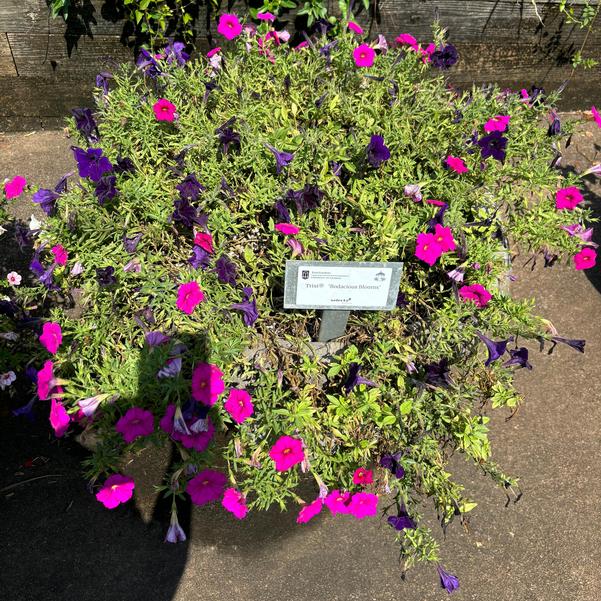 Trixi® 'Bodacious Blooms' Image