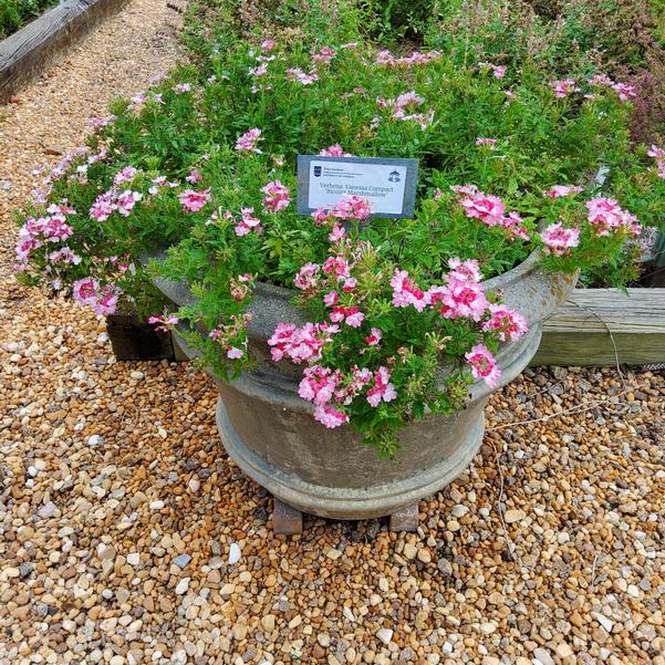 Verbena Vanessa Compact 'Bicolor Marshmallow' Image