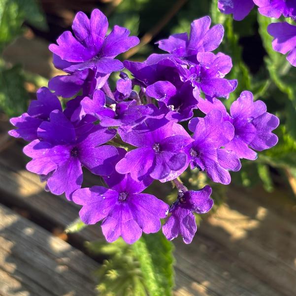 Verbena Tapien 'Blue-Violet Imp.' Image